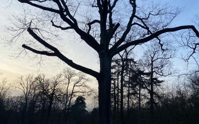 Mieux protéger les arbres