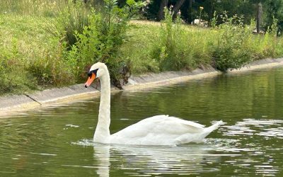 Un Plan Biodiversité en guise de trompe-l’œil